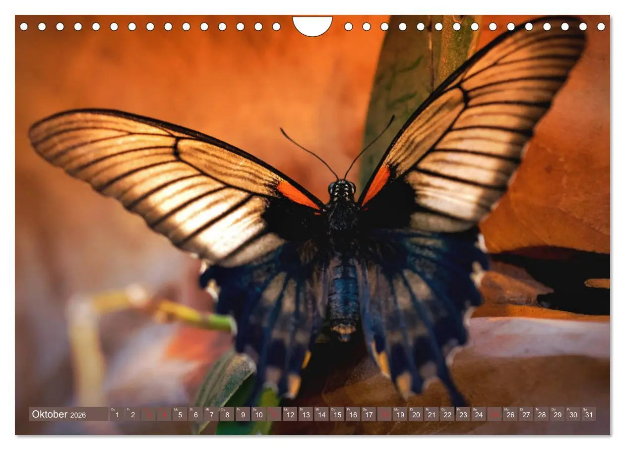 Bild: 9783457931905 | Schmetterlinge im Fokus (Wandkalender 2026 DIN A4 quer), CALVENDO...