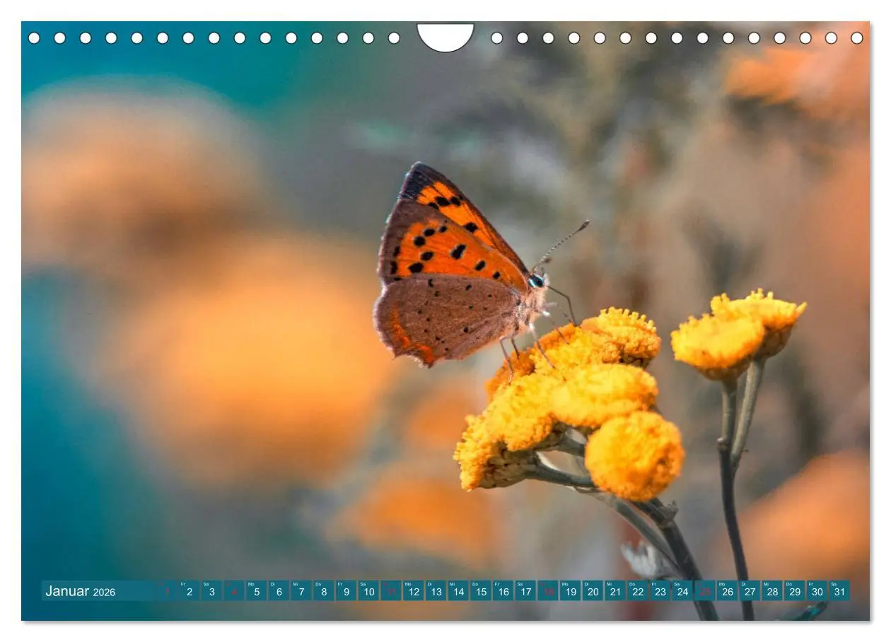 Bild: 9783457931905 | Schmetterlinge im Fokus (Wandkalender 2026 DIN A4 quer), CALVENDO...