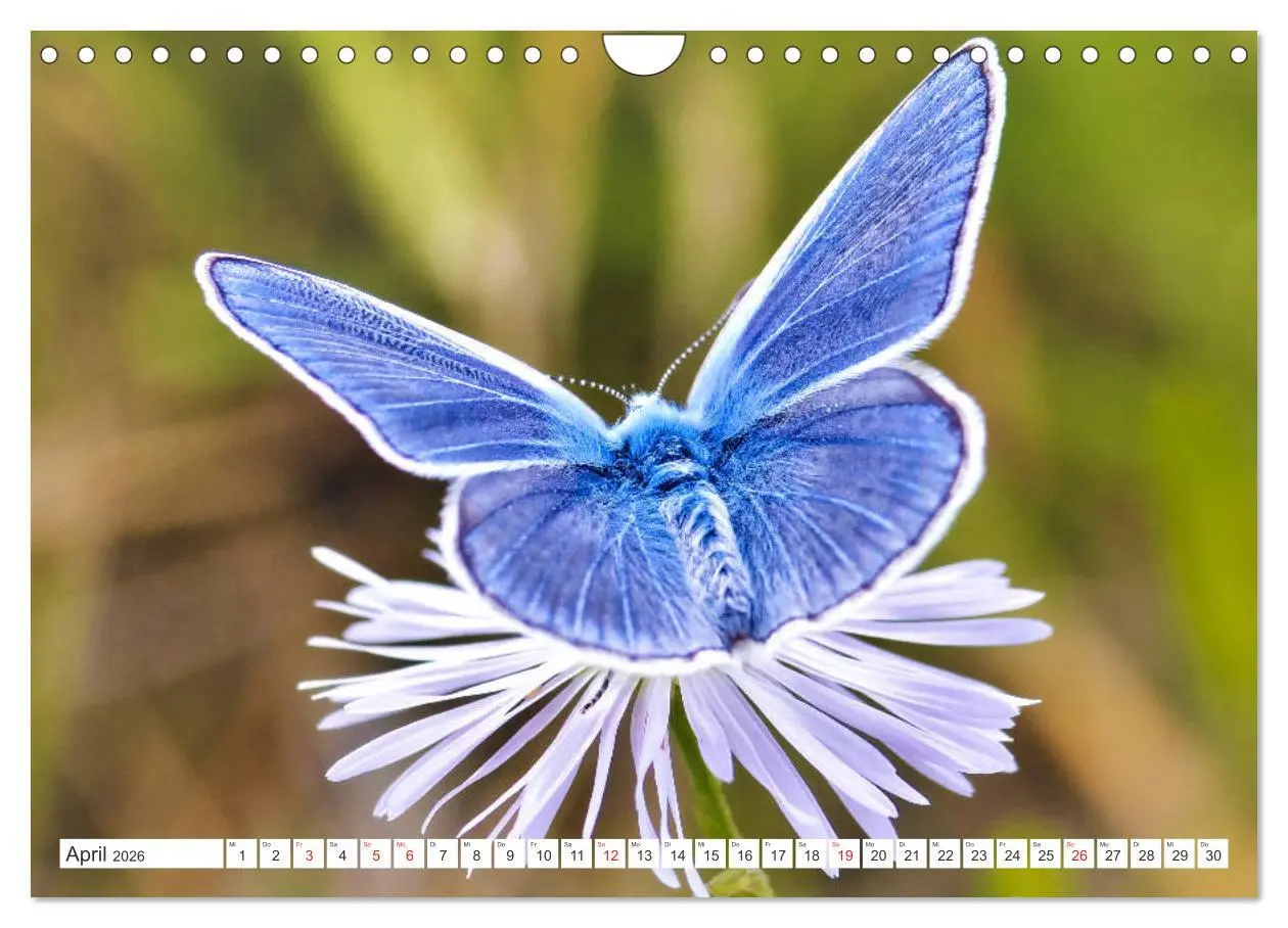 Bild: 9783457931905 | Schmetterlinge im Fokus (Wandkalender 2026 DIN A4 quer), CALVENDO...