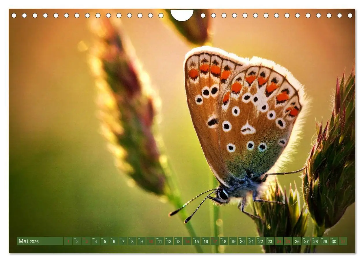 Bild: 9783457931905 | Schmetterlinge im Fokus (Wandkalender 2026 DIN A4 quer), CALVENDO...