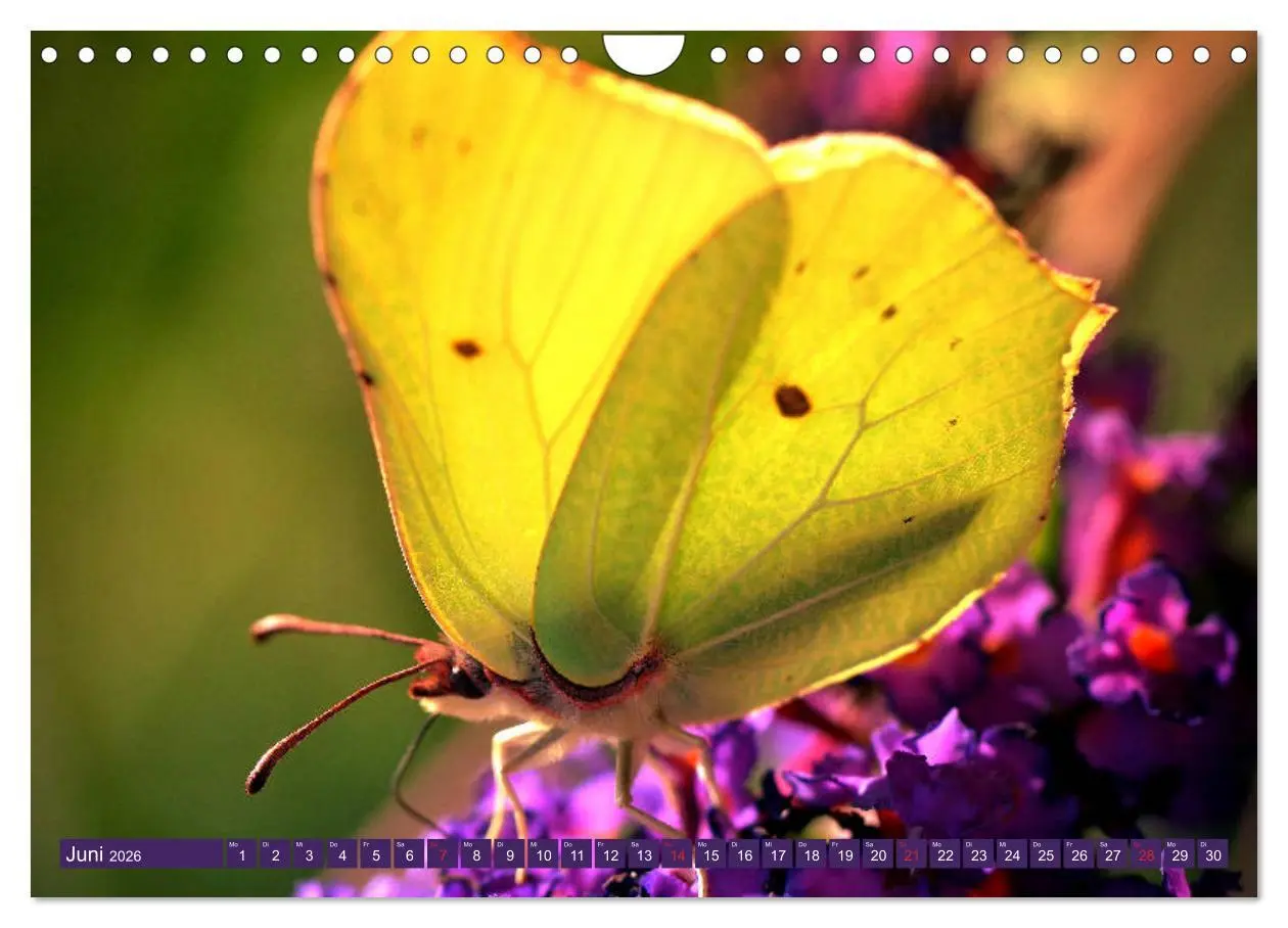 Bild: 9783457931905 | Schmetterlinge im Fokus (Wandkalender 2026 DIN A4 quer), CALVENDO...