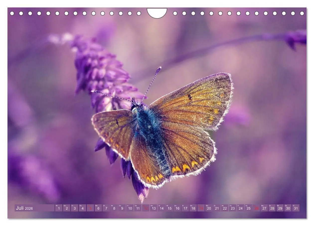 Bild: 9783457931905 | Schmetterlinge im Fokus (Wandkalender 2026 DIN A4 quer), CALVENDO...
