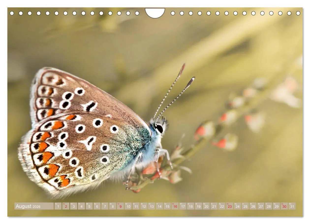 Bild: 9783457931905 | Schmetterlinge im Fokus (Wandkalender 2026 DIN A4 quer), CALVENDO...