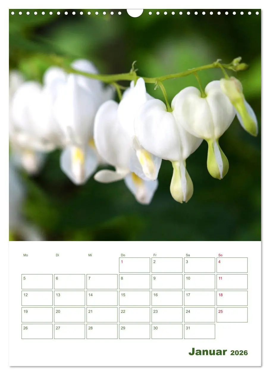Bild: 9783516392005 | Weiße Blüten im Grünen (Wandkalender 2026 DIN A3 hoch), CALVENDO...