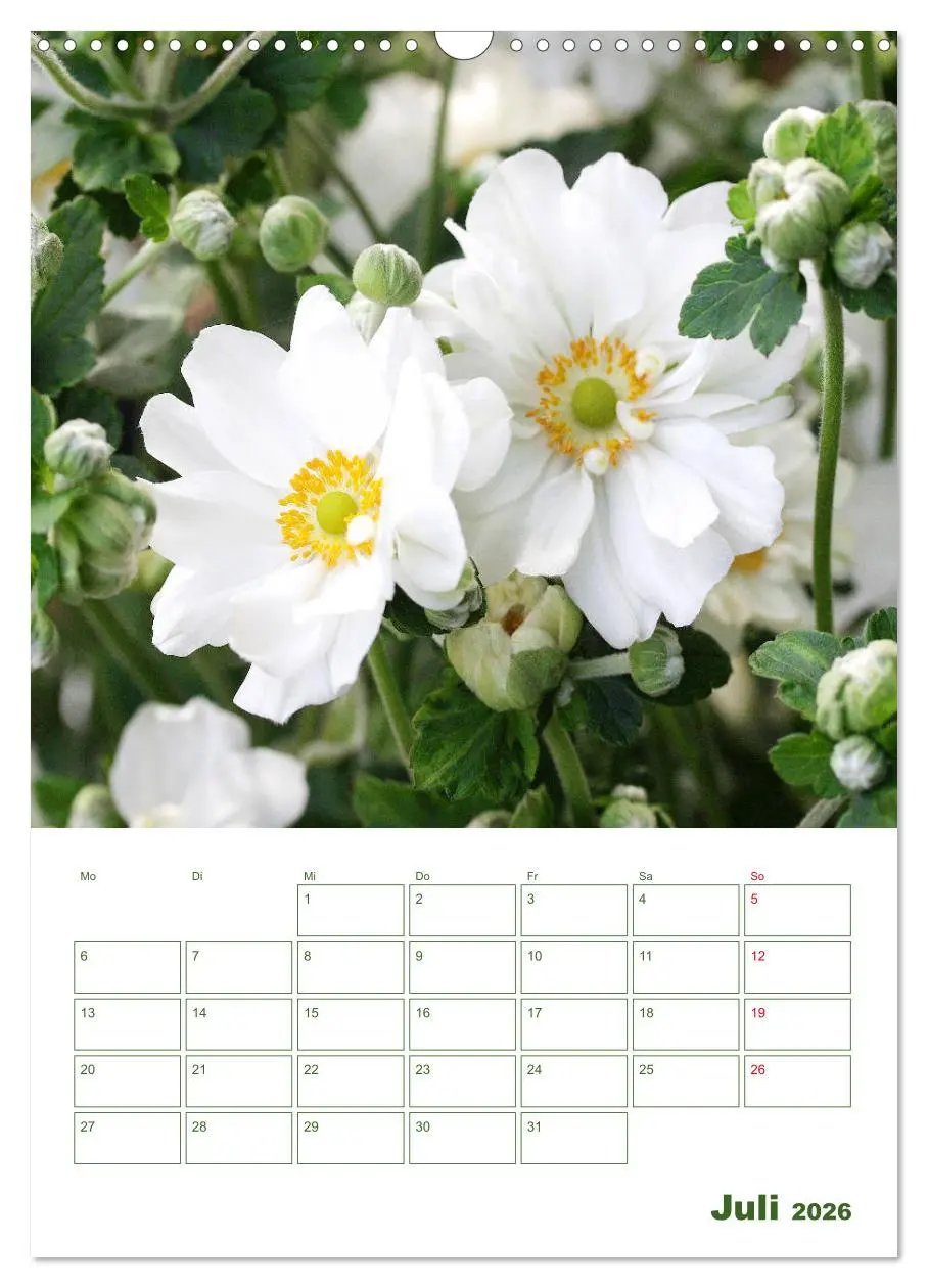 Bild: 9783516392005 | Weiße Blüten im Grünen (Wandkalender 2026 DIN A3 hoch), CALVENDO...