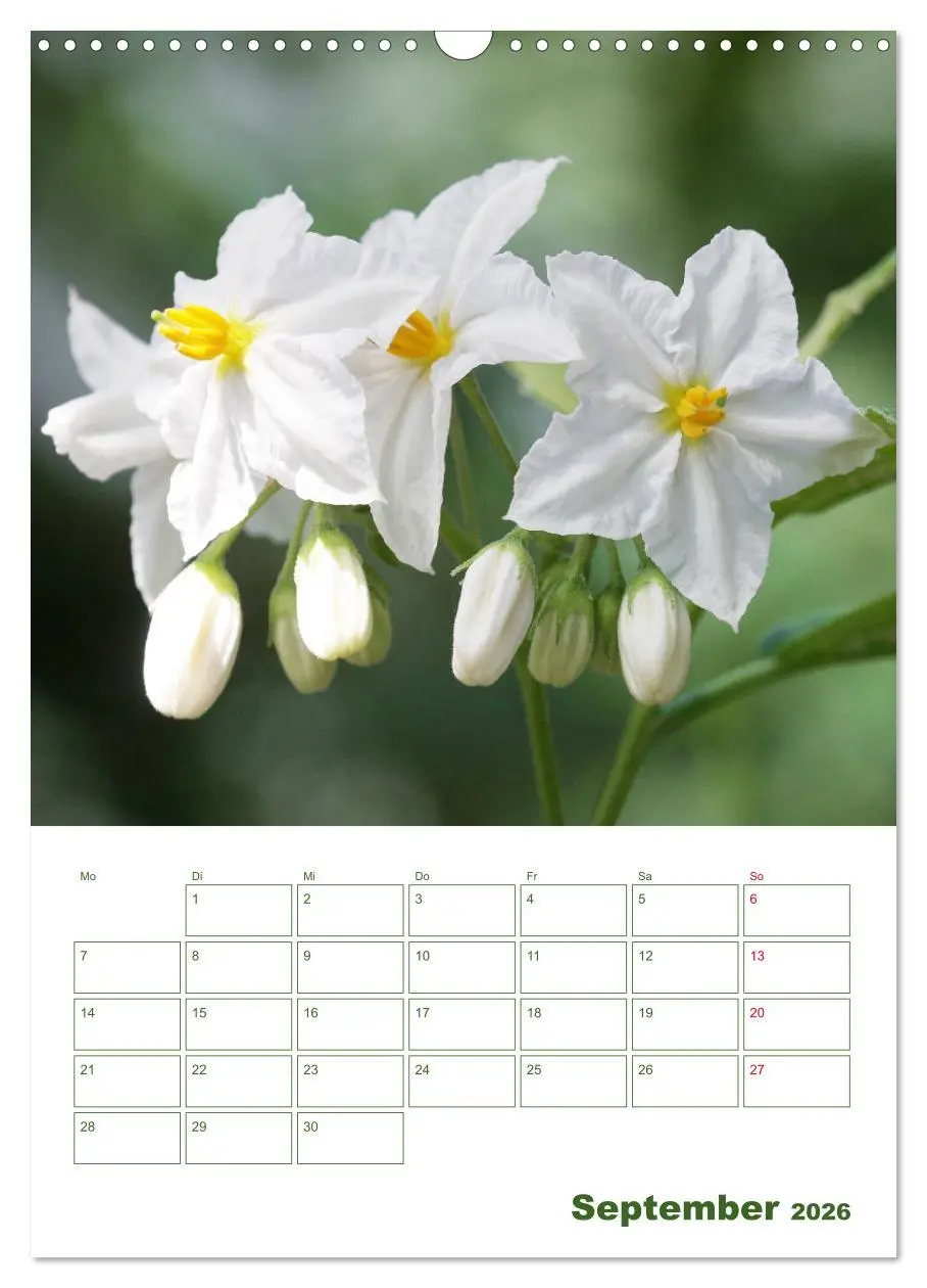 Bild: 9783516392005 | Weiße Blüten im Grünen (Wandkalender 2026 DIN A3 hoch), CALVENDO...