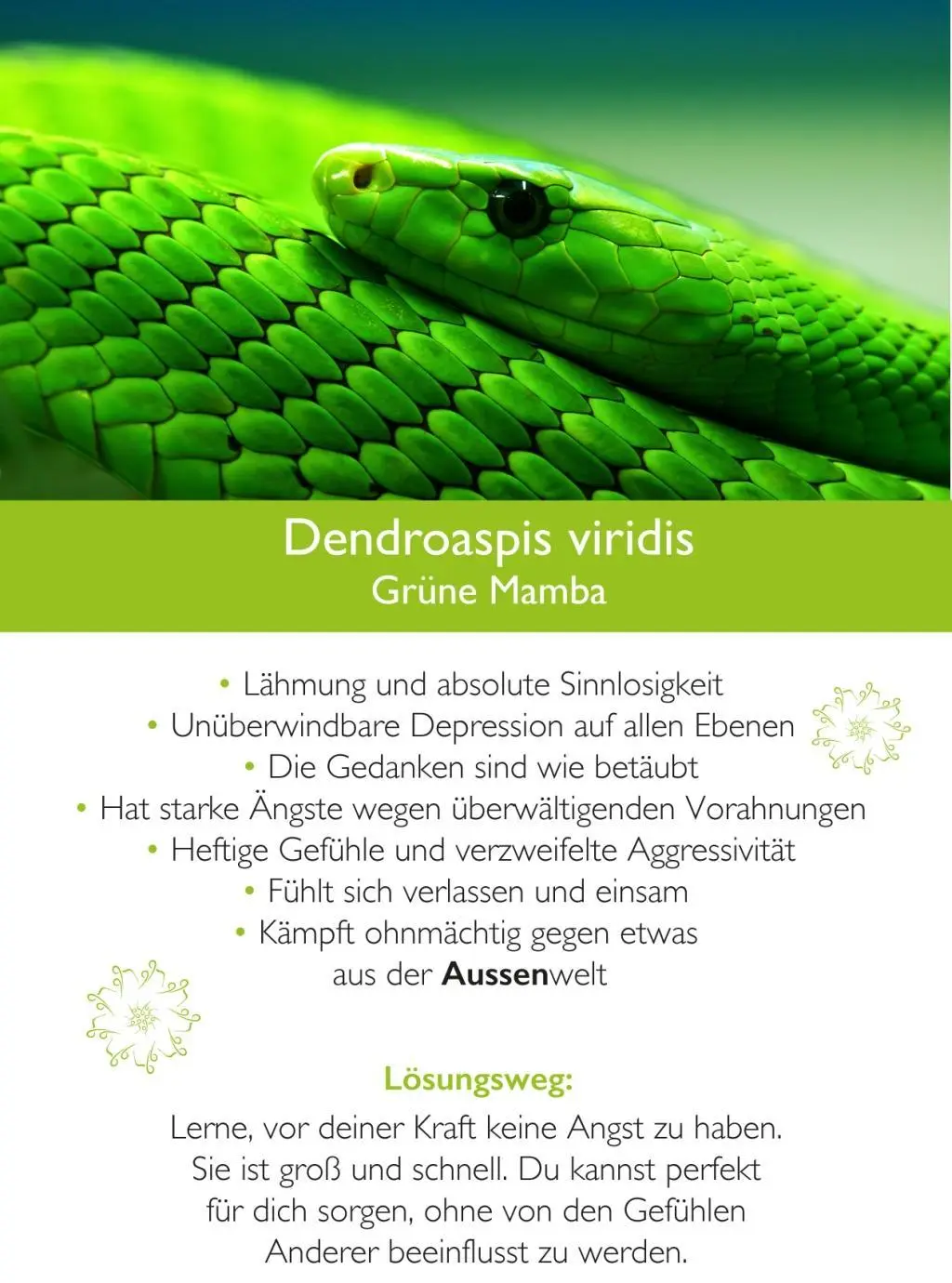 Bild: 9783946812005 | Ahnenmedizin und Seelenhomöopathie | Kim Fohlenstein | Box | 108 S.