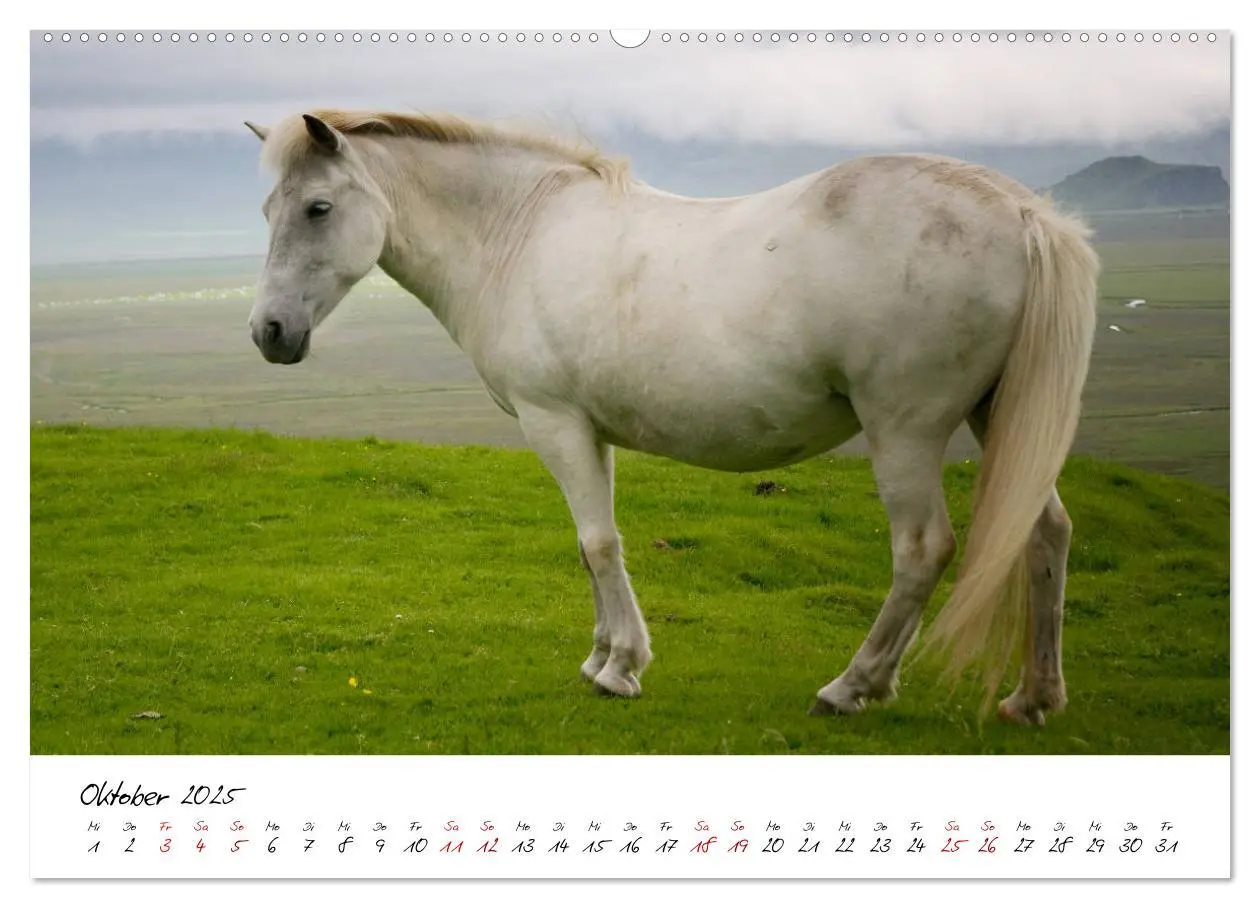 Bild: 9783435272105 | Islandpferde take it Isi (Wandkalender 2025 DIN A2 quer), CALVENDO...
