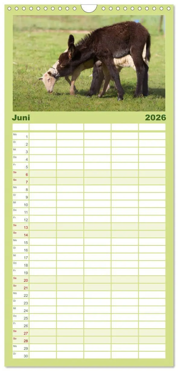 Bild: 9783516512205 | Familienplaner 2026 - Das Esel-Paradies - Hunde und andere Feunde...
