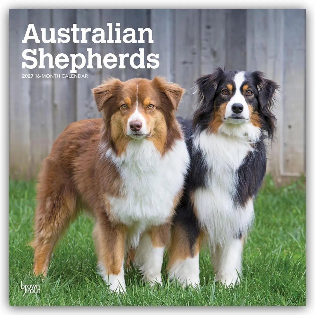 Cover: 9798330712205 | Australian Shepherds 2027 - 16-Monatskalender | Browntrout Publishers
