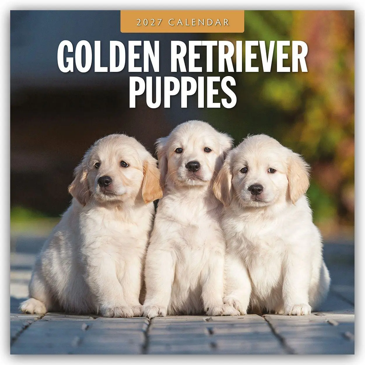 Cover: 9781837012305 | Golden Retriever Puppies - Golden Retriever Welpen 2027 -...
