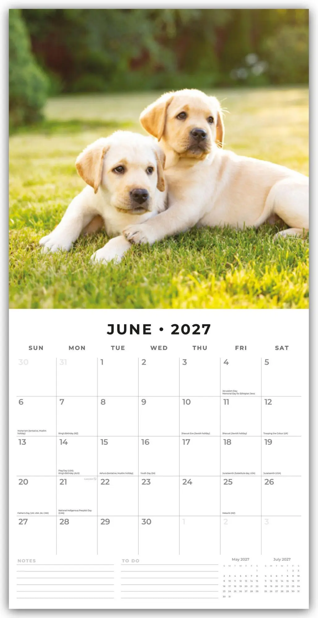Bild: 9781837012305 | Golden Retriever Puppies - Golden Retriever Welpen 2027 -...