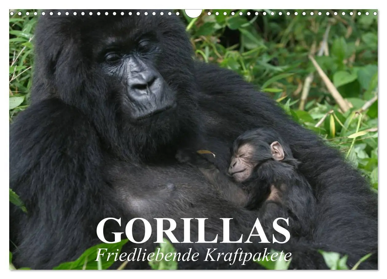 Cover: 9783516052305 | Gorillas. Friedliebende Kraftpakete (Wandkalender 2026 DIN A3...