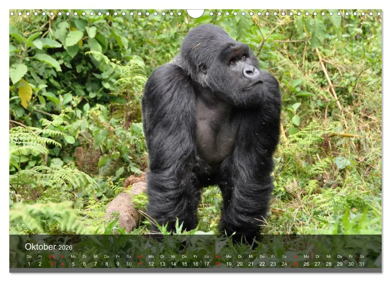 Bild: 9783516052305 | Gorillas. Friedliebende Kraftpakete (Wandkalender 2026 DIN A3...