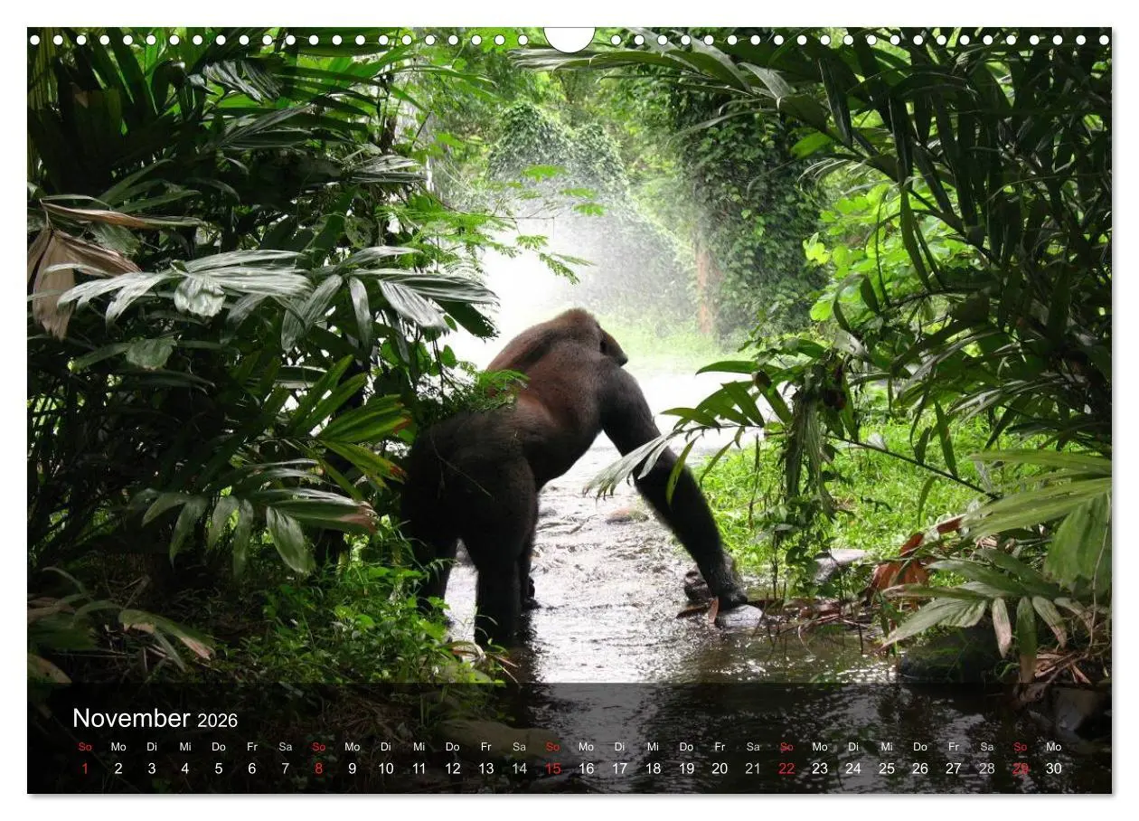 Bild: 9783516052305 | Gorillas. Friedliebende Kraftpakete (Wandkalender 2026 DIN A3...