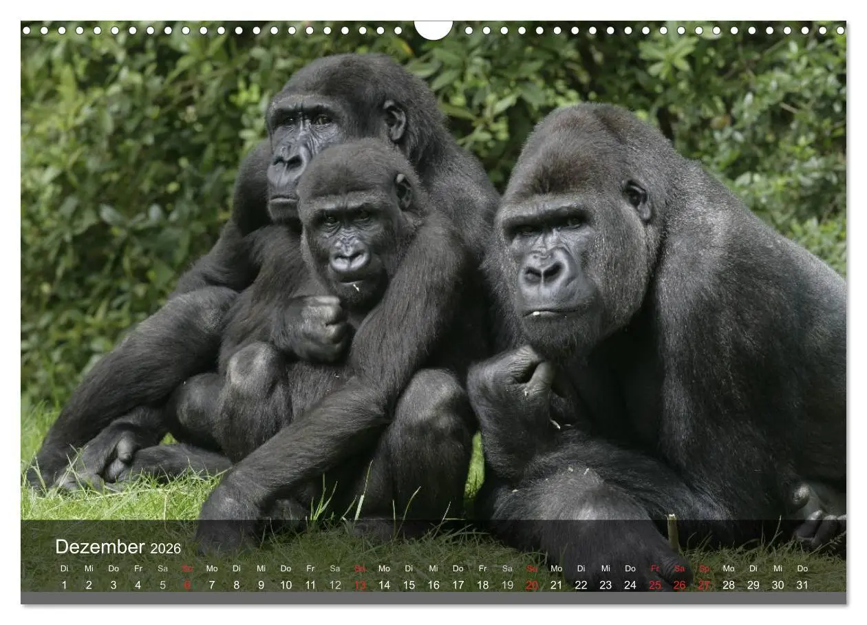 Bild: 9783516052305 | Gorillas. Friedliebende Kraftpakete (Wandkalender 2026 DIN A3...
