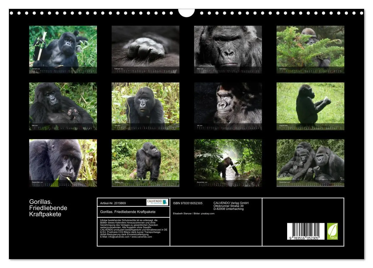 Bild: 9783516052305 | Gorillas. Friedliebende Kraftpakete (Wandkalender 2026 DIN A3...