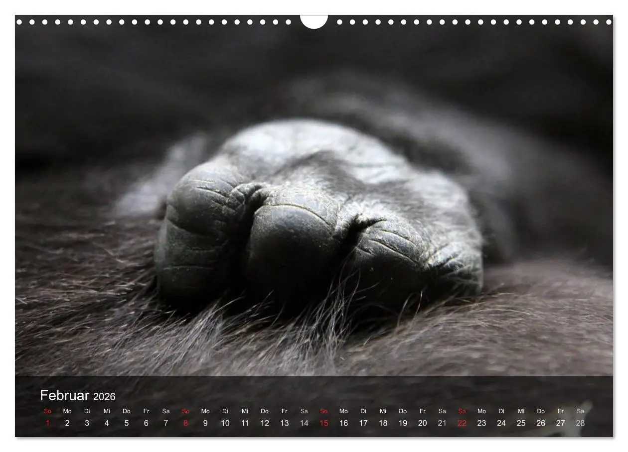 Bild: 9783516052305 | Gorillas. Friedliebende Kraftpakete (Wandkalender 2026 DIN A3...