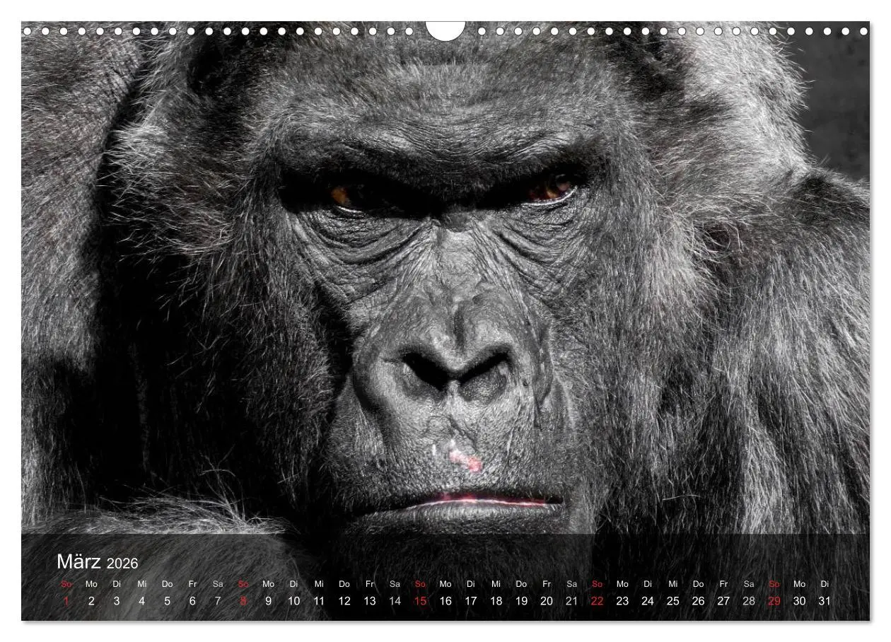 Bild: 9783516052305 | Gorillas. Friedliebende Kraftpakete (Wandkalender 2026 DIN A3...