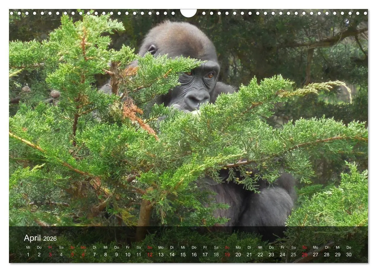 Bild: 9783516052305 | Gorillas. Friedliebende Kraftpakete (Wandkalender 2026 DIN A3...