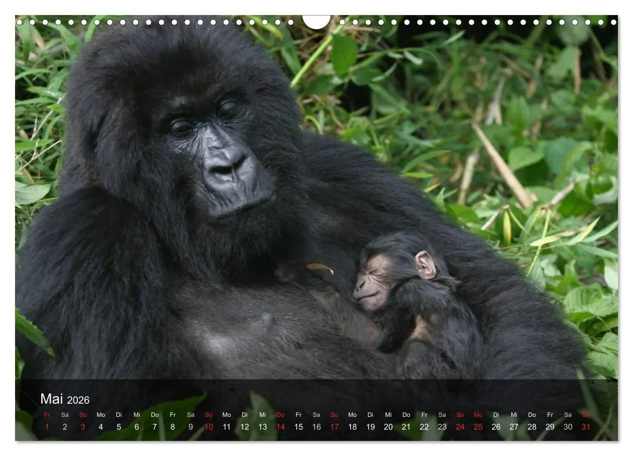 Bild: 9783516052305 | Gorillas. Friedliebende Kraftpakete (Wandkalender 2026 DIN A3...