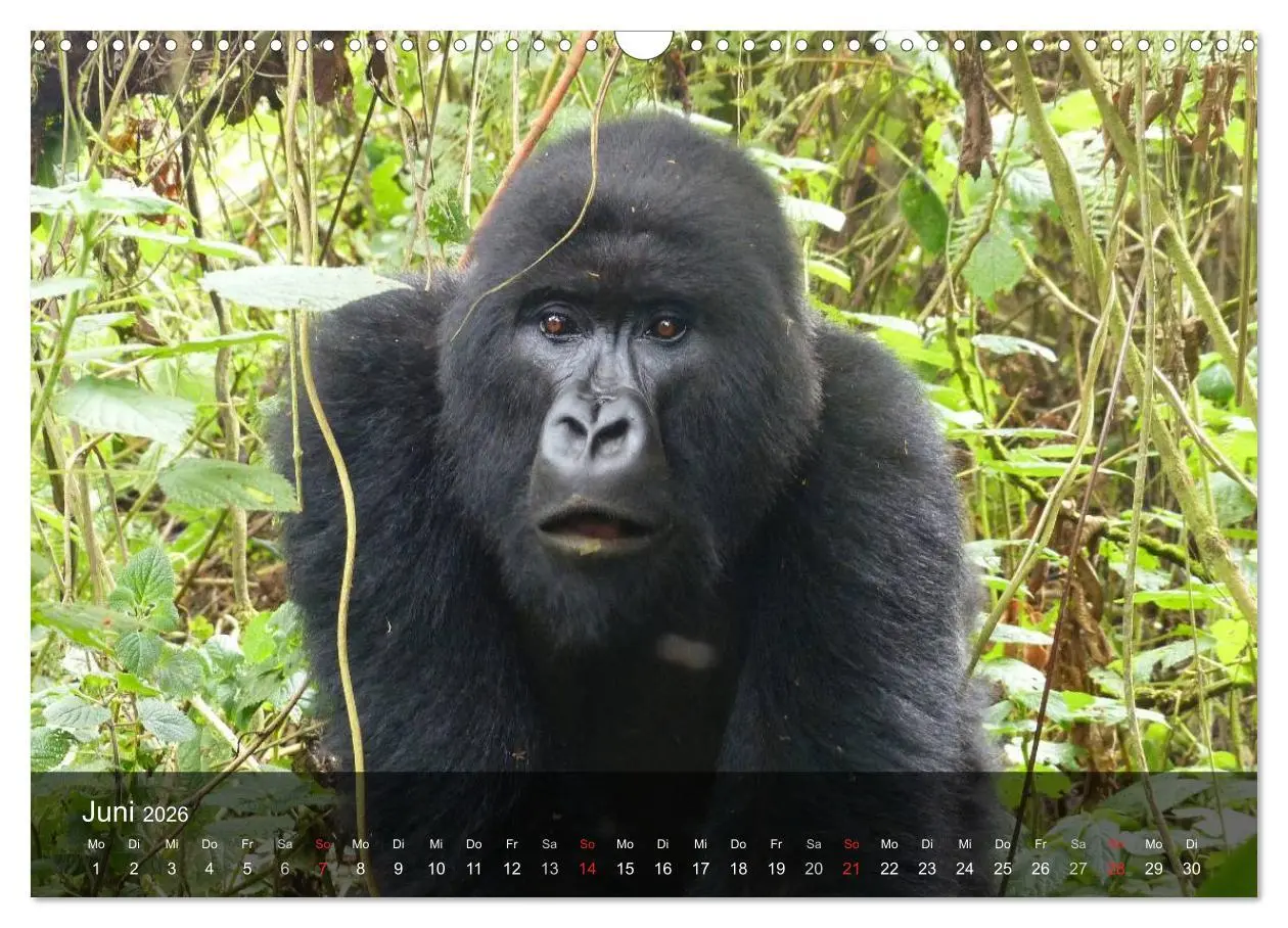 Bild: 9783516052305 | Gorillas. Friedliebende Kraftpakete (Wandkalender 2026 DIN A3...