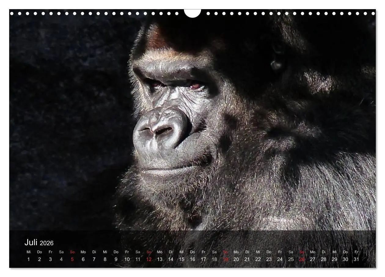 Bild: 9783516052305 | Gorillas. Friedliebende Kraftpakete (Wandkalender 2026 DIN A3...