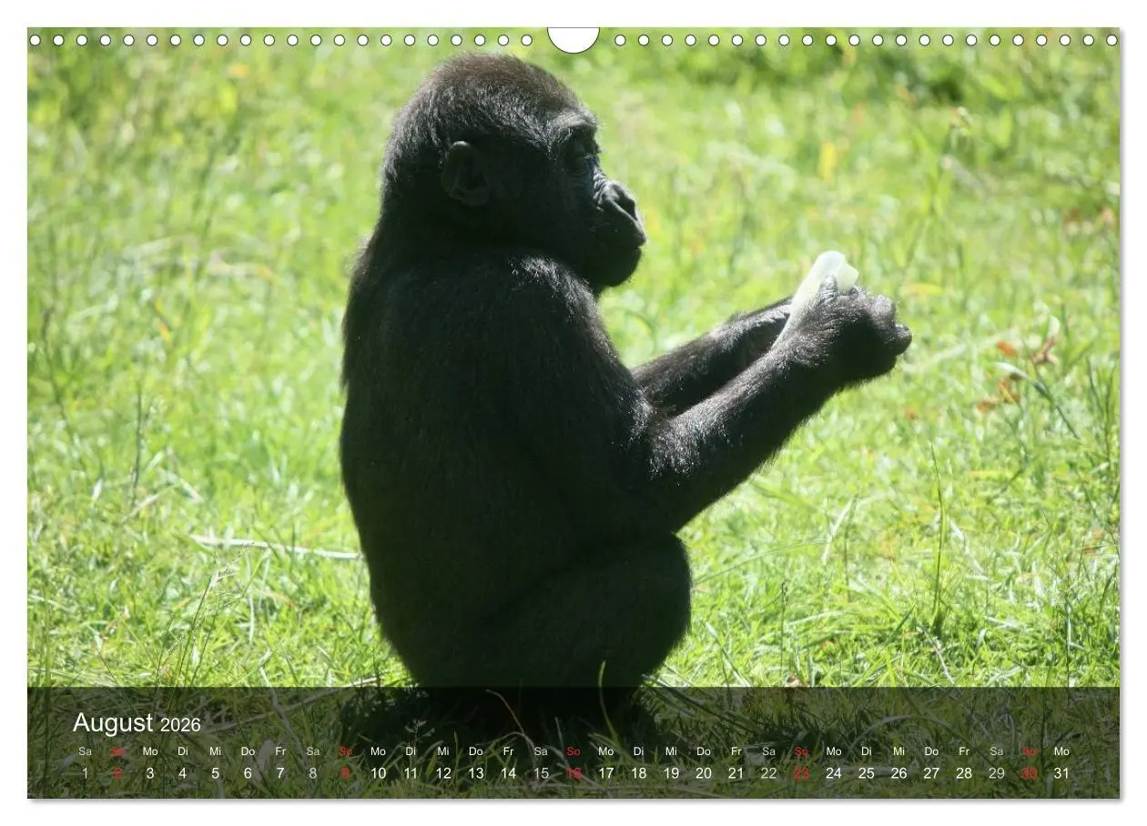 Bild: 9783516052305 | Gorillas. Friedliebende Kraftpakete (Wandkalender 2026 DIN A3...