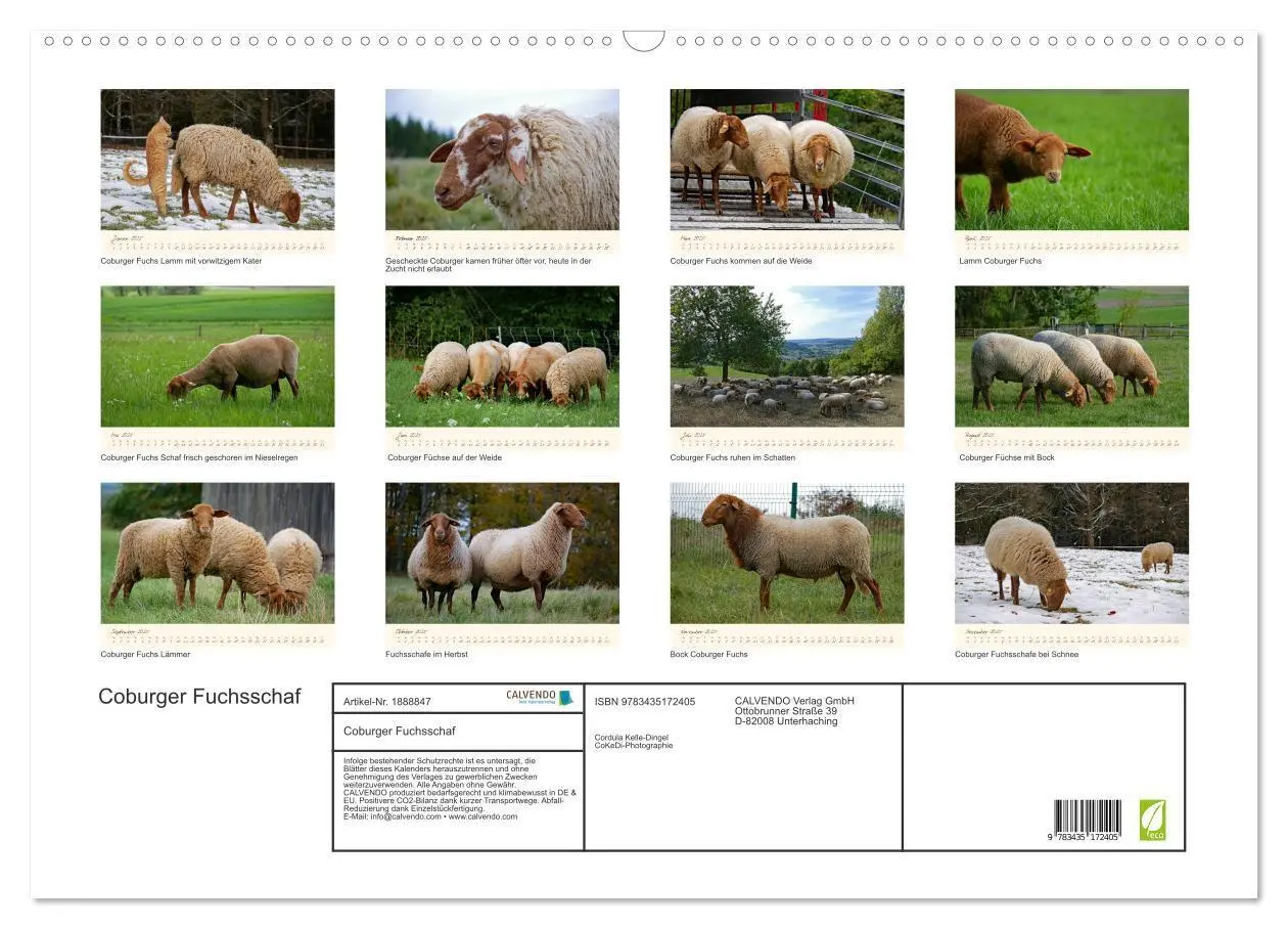 Bild: 9783435172405 | Coburger Fuchsschaf (Wandkalender 2025 DIN A2 quer), CALVENDO...