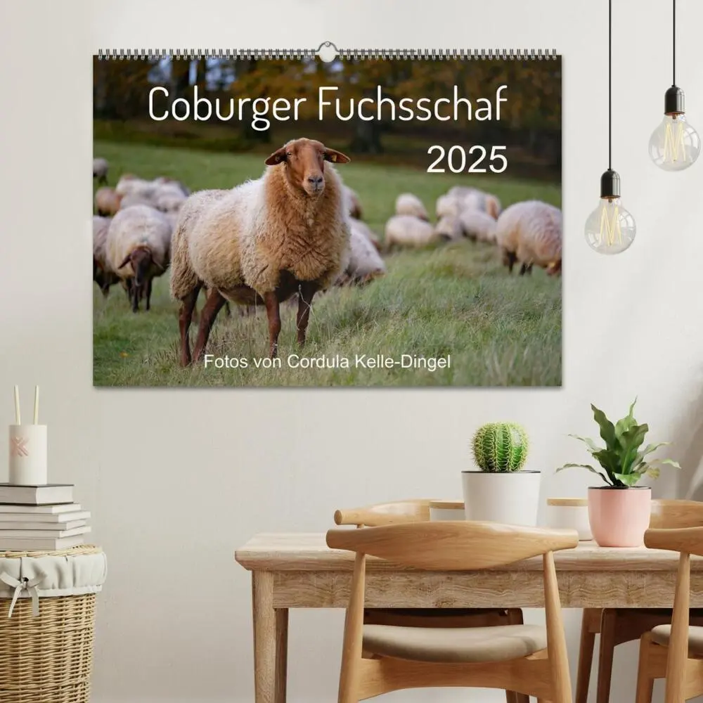 Bild: 9783435172405 | Coburger Fuchsschaf (Wandkalender 2025 DIN A2 quer), CALVENDO...