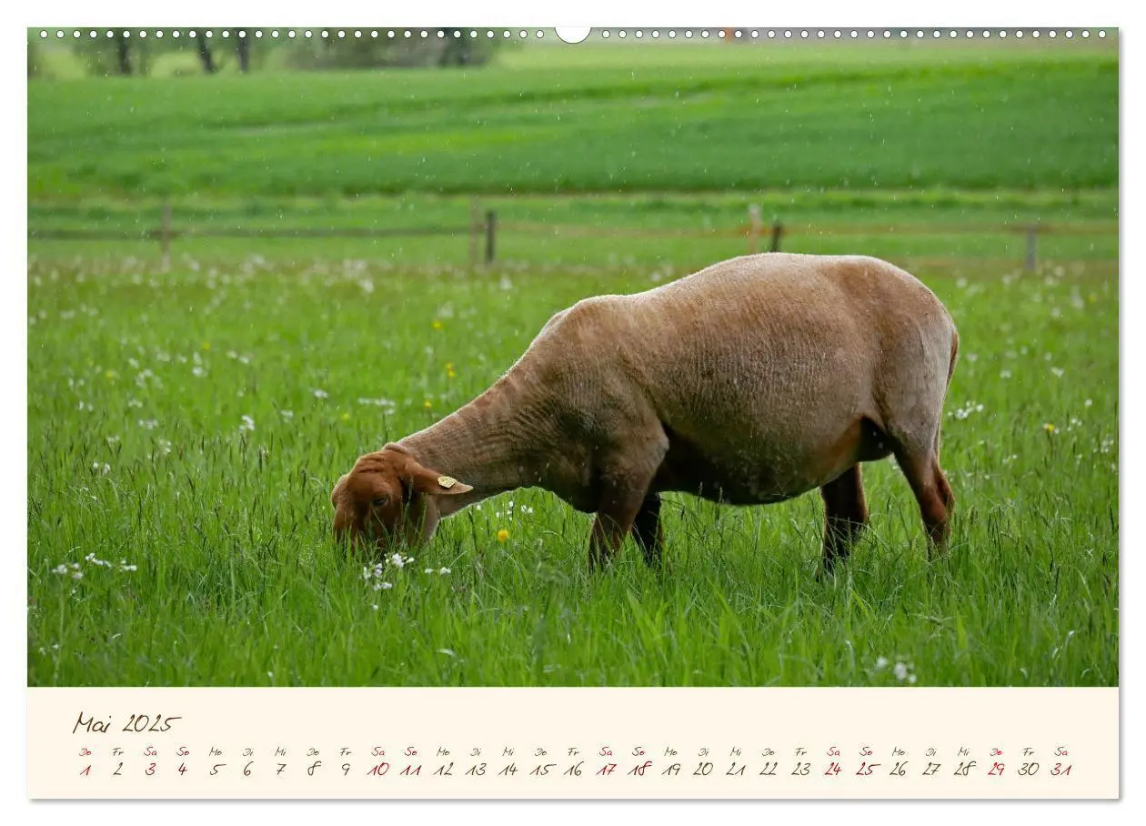 Bild: 9783435172405 | Coburger Fuchsschaf (Wandkalender 2025 DIN A2 quer), CALVENDO...