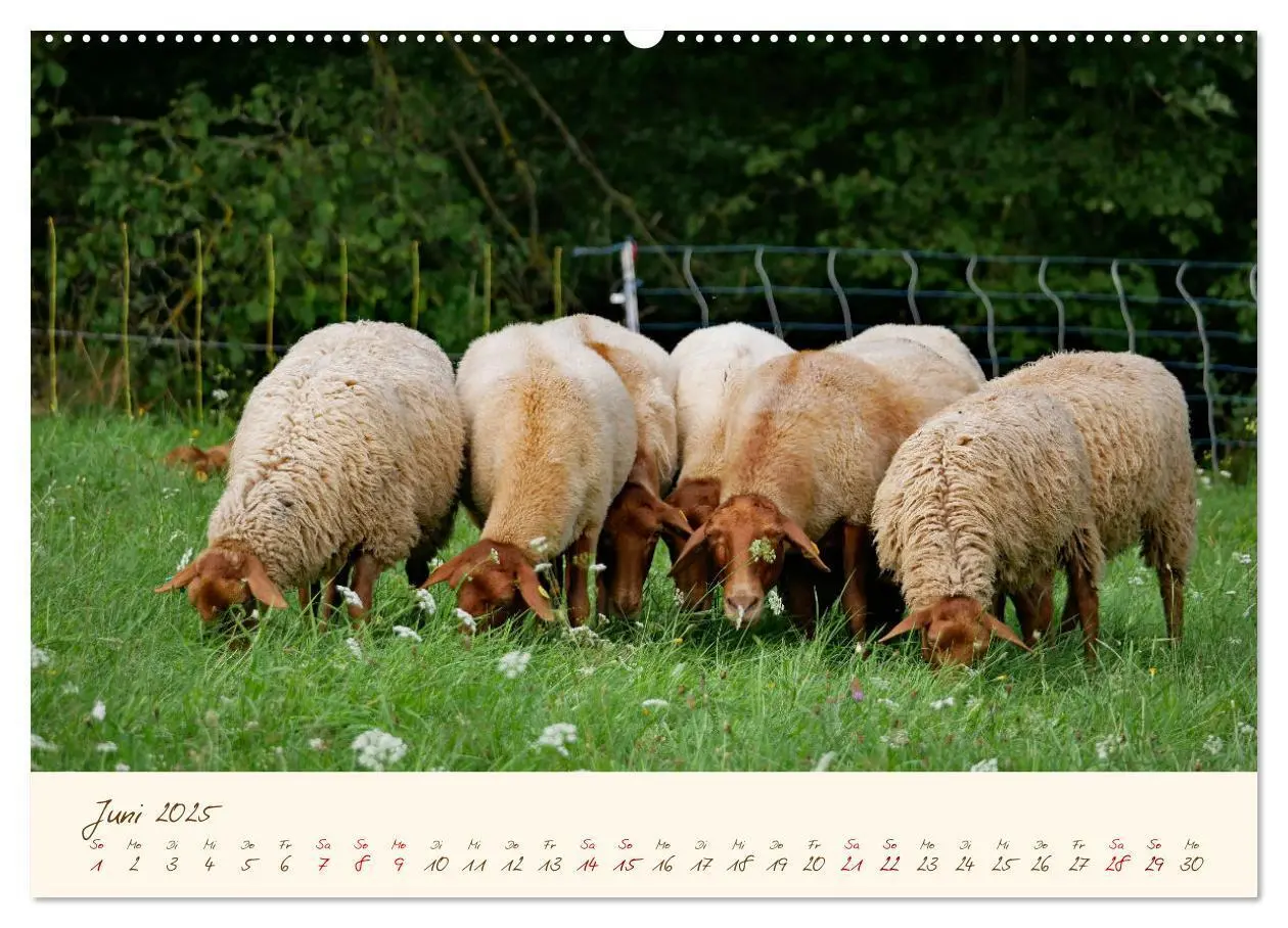 Bild: 9783435172405 | Coburger Fuchsschaf (Wandkalender 2025 DIN A2 quer), CALVENDO...