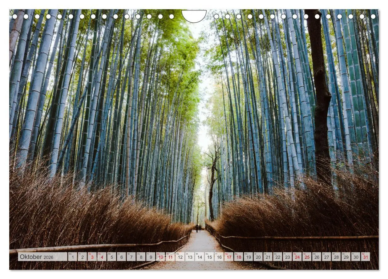 Bild: 9783457572405 | Wälder der Welt (Wandkalender 2026 DIN A4 quer), CALVENDO...
