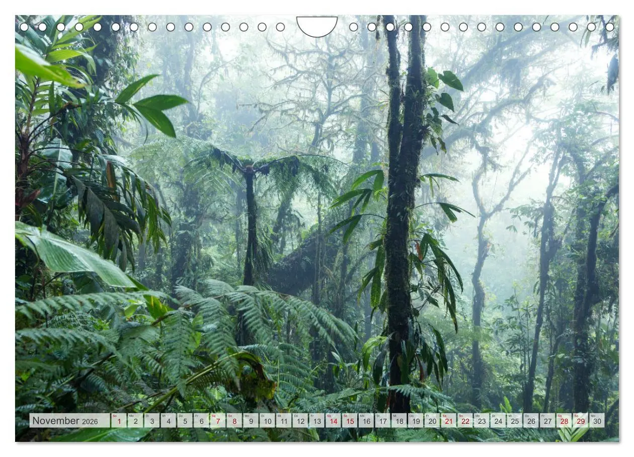 Bild: 9783457572405 | Wälder der Welt (Wandkalender 2026 DIN A4 quer), CALVENDO...