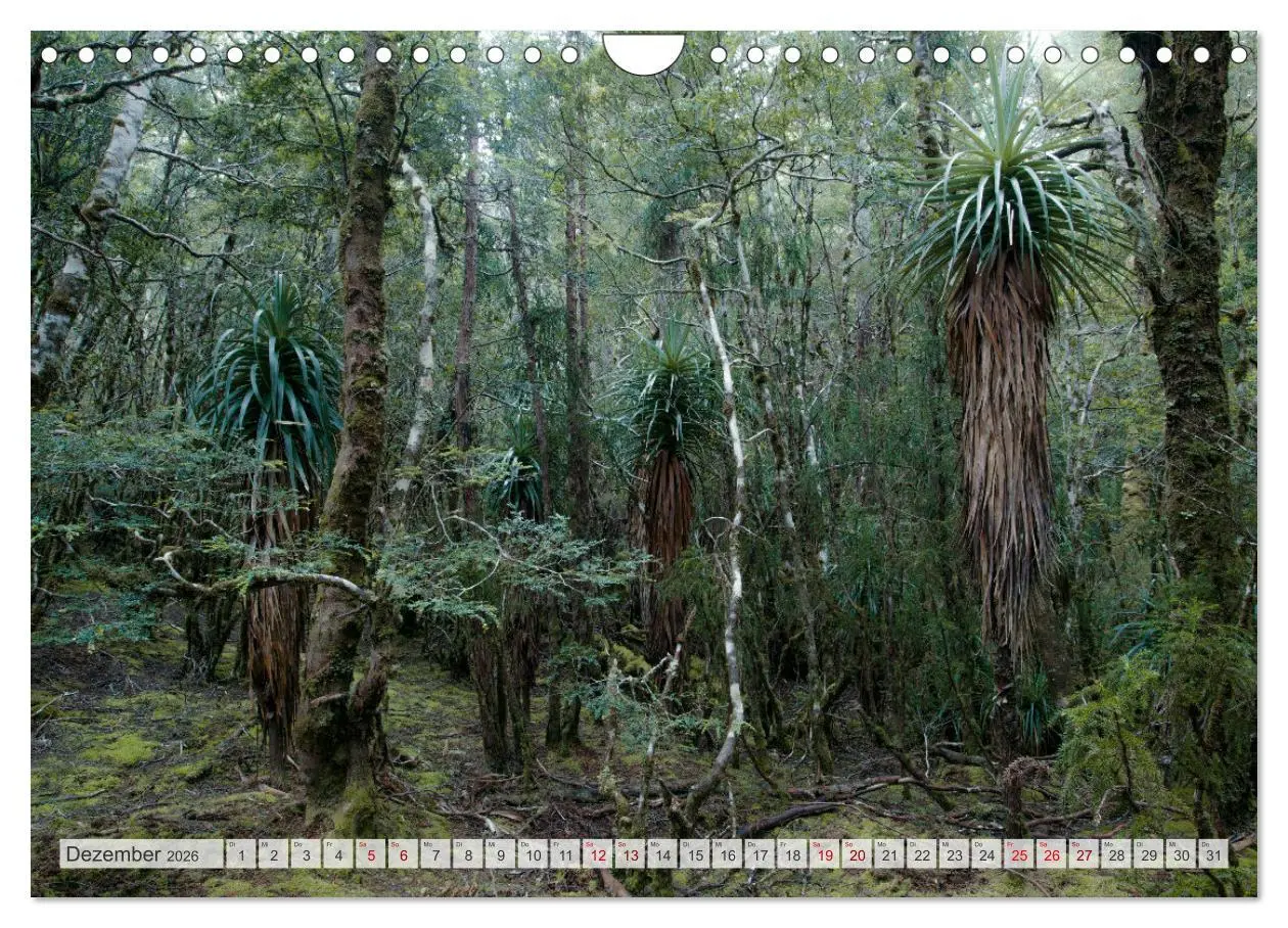 Bild: 9783457572405 | Wälder der Welt (Wandkalender 2026 DIN A4 quer), CALVENDO...