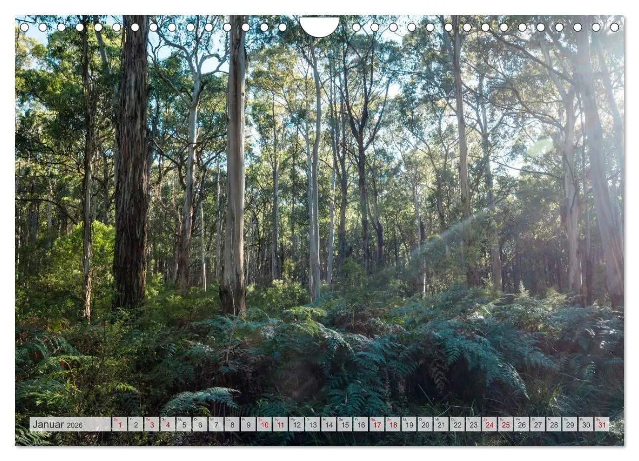 Bild: 9783457572405 | Wälder der Welt (Wandkalender 2026 DIN A4 quer), CALVENDO...