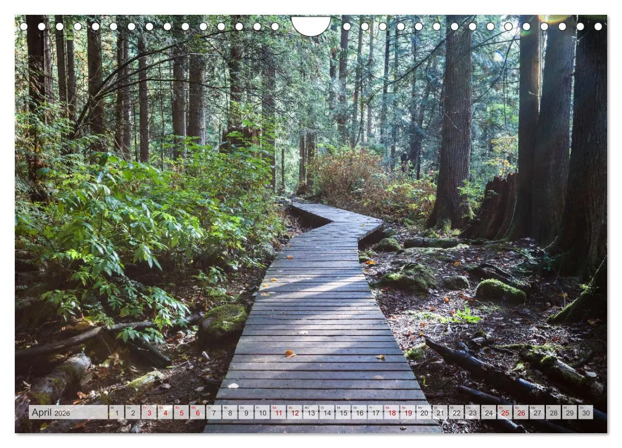 Bild: 9783457572405 | Wälder der Welt (Wandkalender 2026 DIN A4 quer), CALVENDO...