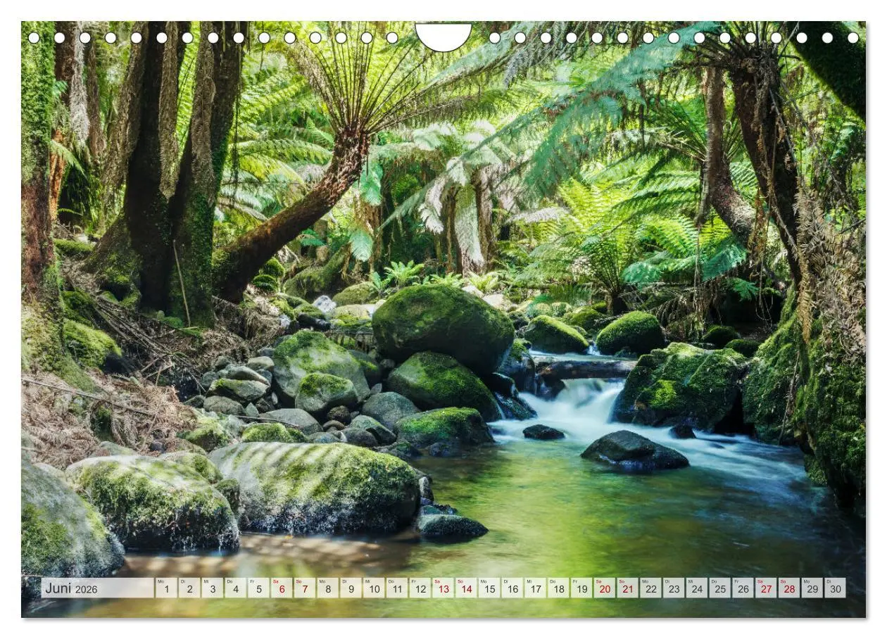 Bild: 9783457572405 | Wälder der Welt (Wandkalender 2026 DIN A4 quer), CALVENDO...