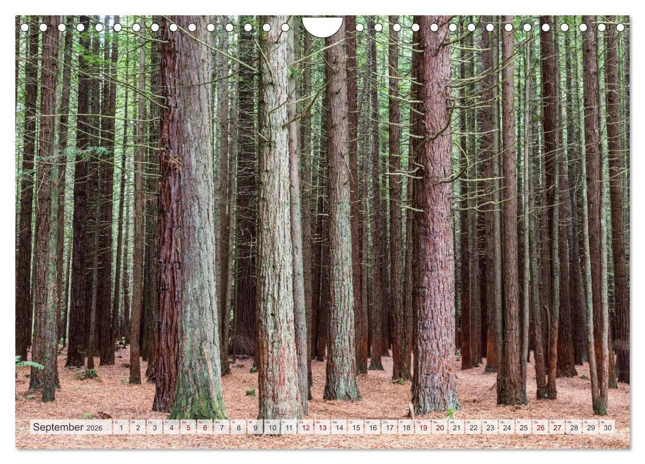 Bild: 9783457572405 | Wälder der Welt (Wandkalender 2026 DIN A4 quer), CALVENDO...