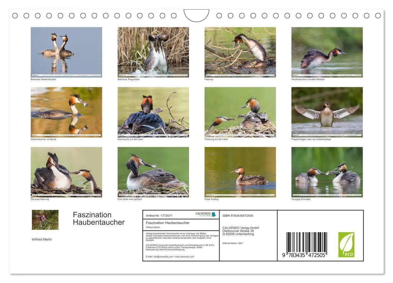 Bild: 9783435472505 | Faszination Haubentaucher (Wandkalender 2025 DIN A4 quer), CALVENDO...