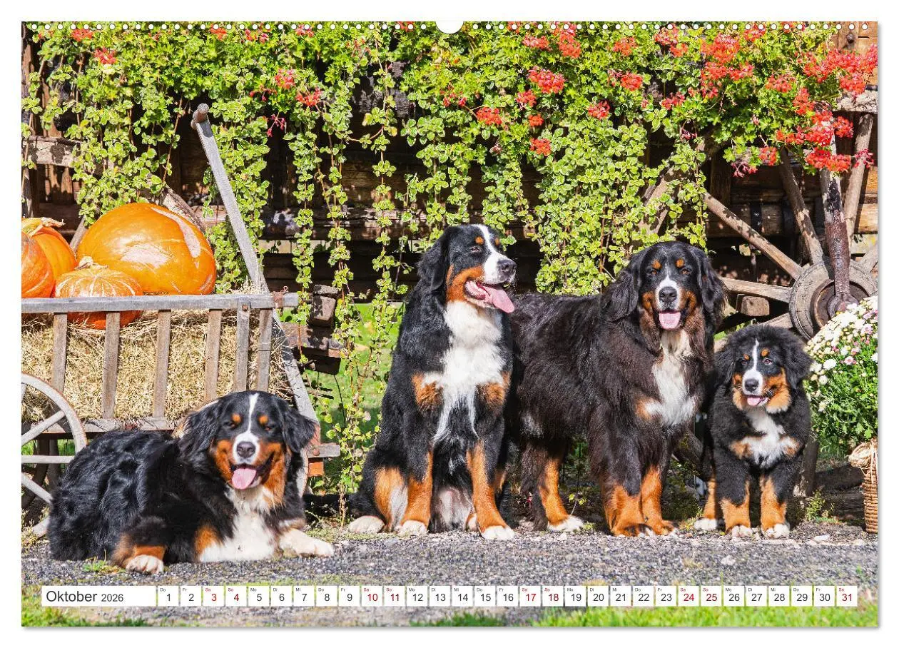 Bild: 9783457482605 | Berner Sennenhund - Ein Freund auf vier Pfoten (Wandkalender 2026...