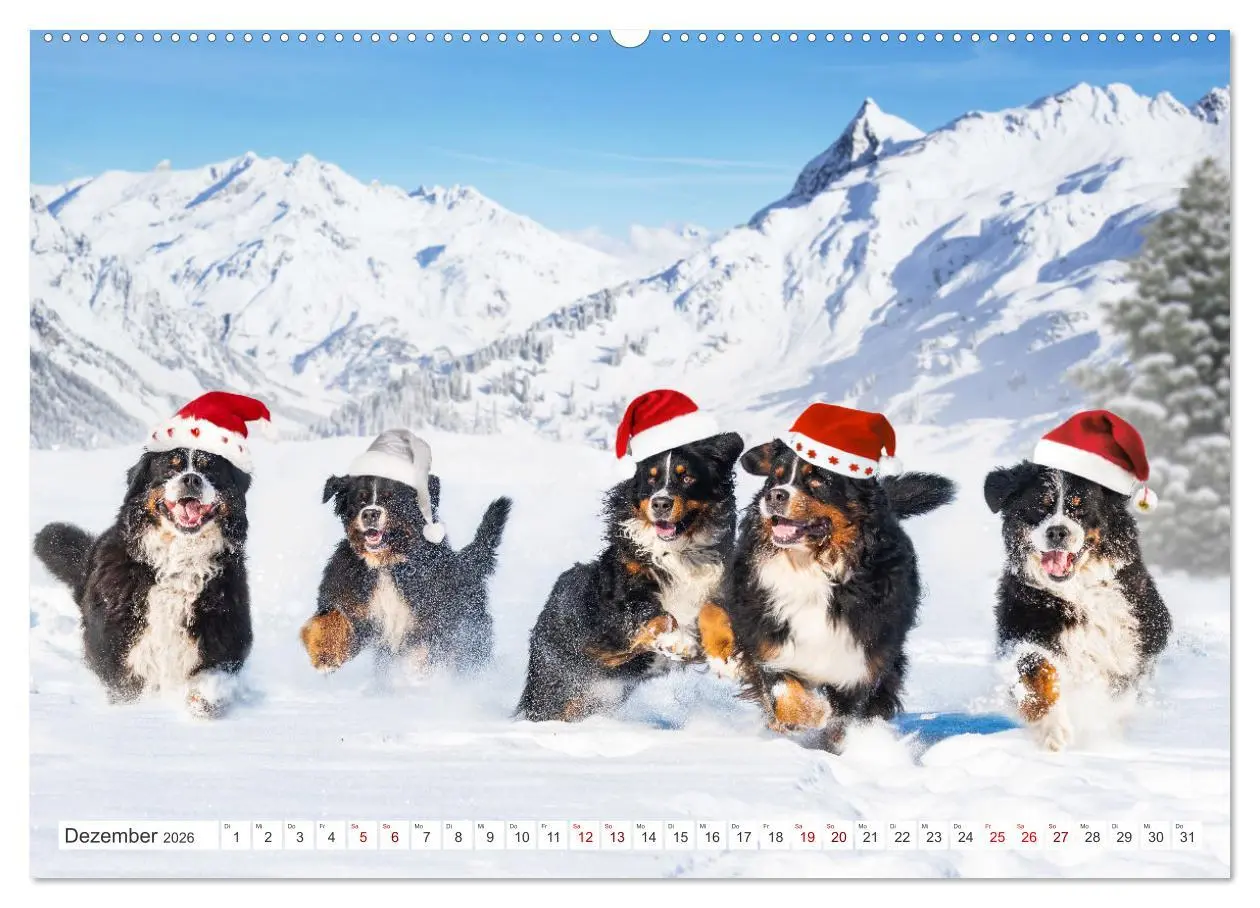Bild: 9783457482605 | Berner Sennenhund - Ein Freund auf vier Pfoten (Wandkalender 2026...