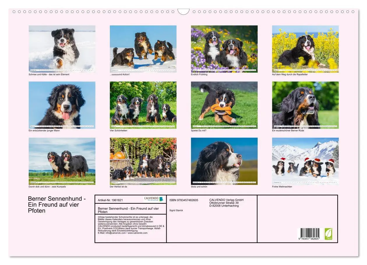 Bild: 9783457482605 | Berner Sennenhund - Ein Freund auf vier Pfoten (Wandkalender 2026...