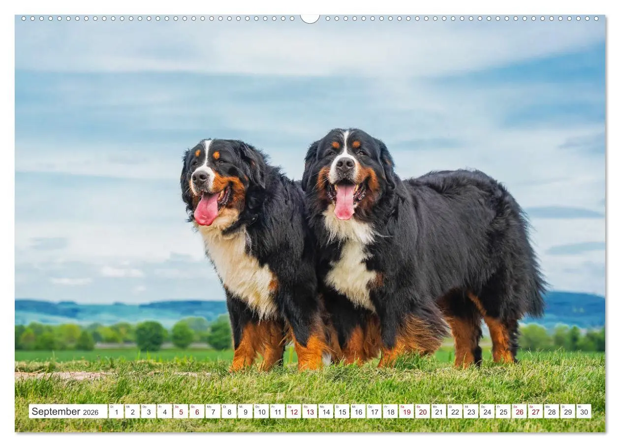 Bild: 9783457482605 | Berner Sennenhund - Ein Freund auf vier Pfoten (Wandkalender 2026...