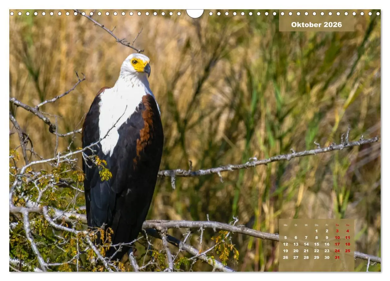 Bild: 9783457622605 | Die bunte Vogelwelt im Kruger National Park (Wandkalender 2026 DIN...
