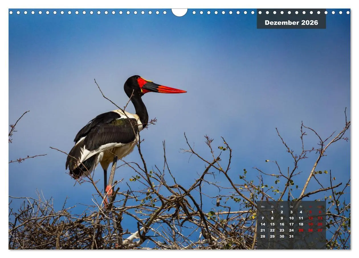 Bild: 9783457622605 | Die bunte Vogelwelt im Kruger National Park (Wandkalender 2026 DIN...