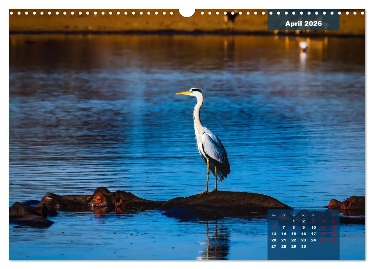 Bild: 9783457622605 | Die bunte Vogelwelt im Kruger National Park (Wandkalender 2026 DIN...