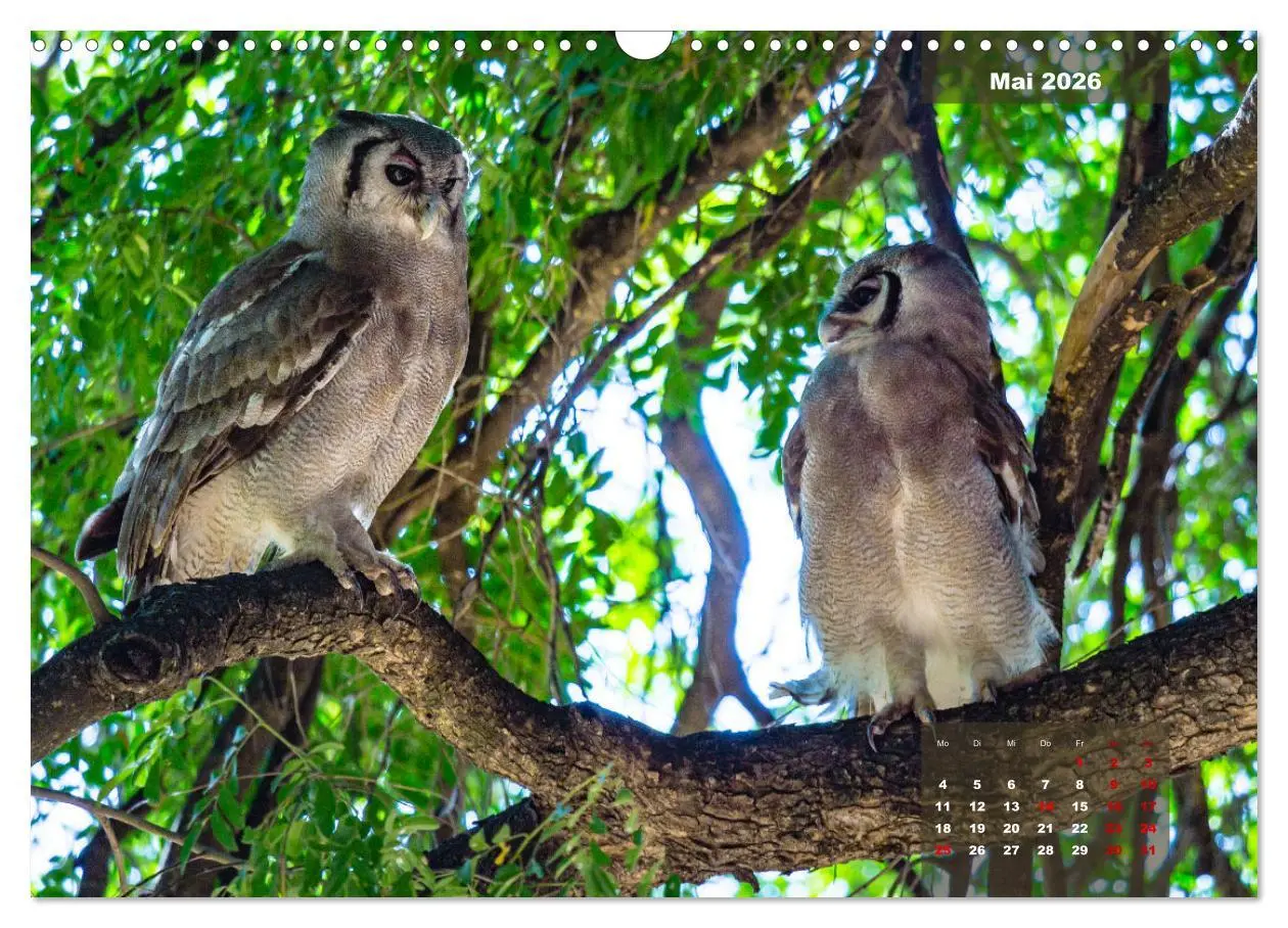 Bild: 9783457622605 | Die bunte Vogelwelt im Kruger National Park (Wandkalender 2026 DIN...