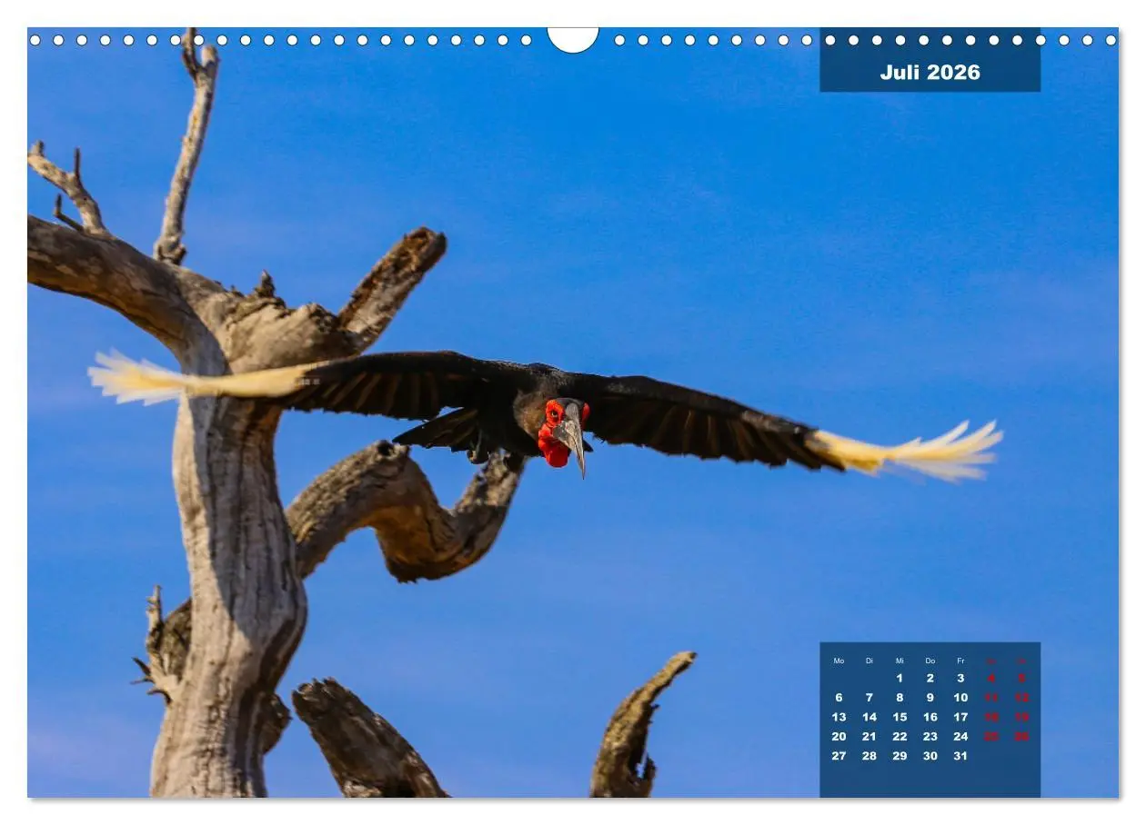 Bild: 9783457622605 | Die bunte Vogelwelt im Kruger National Park (Wandkalender 2026 DIN...