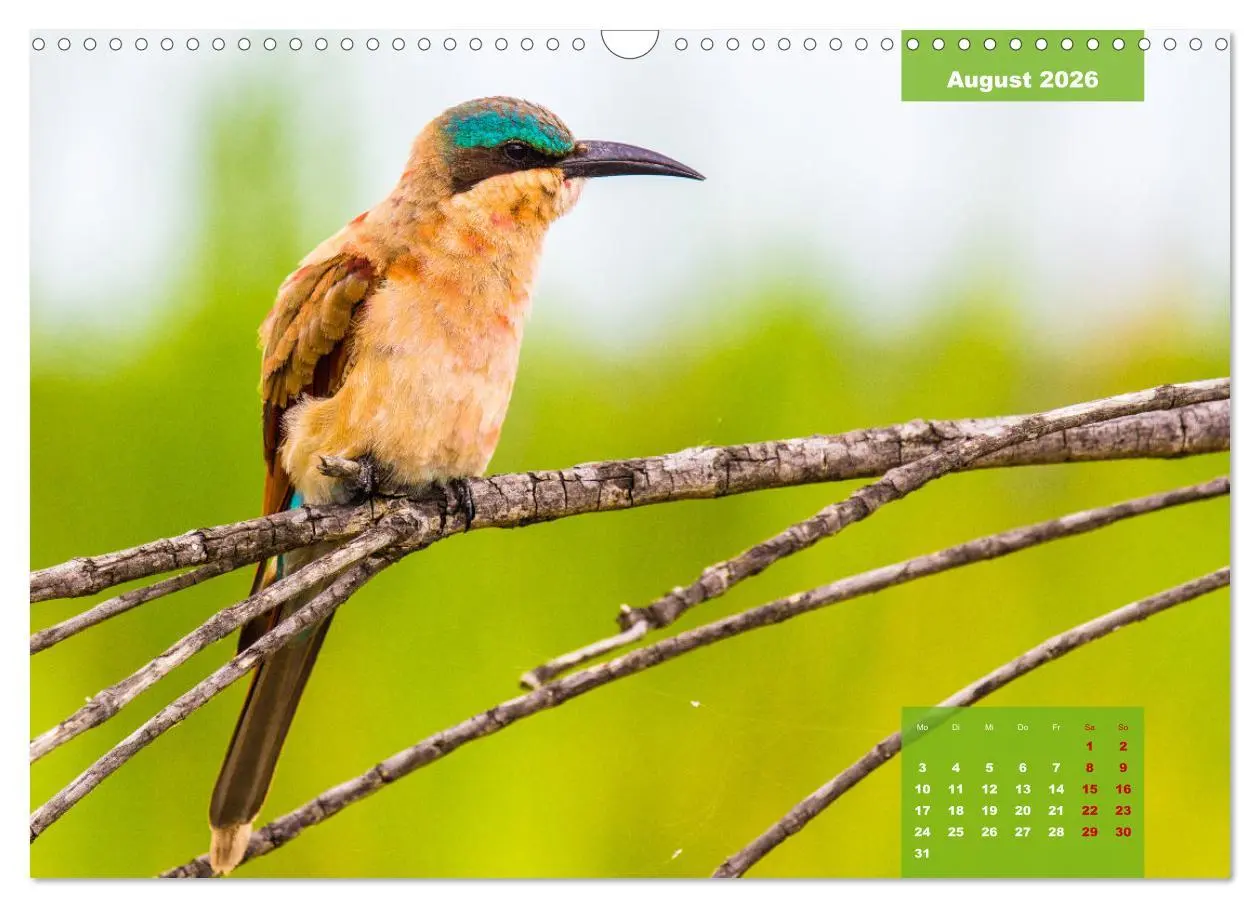 Bild: 9783457622605 | Die bunte Vogelwelt im Kruger National Park (Wandkalender 2026 DIN...